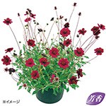 チョコレートコスモス