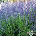 ロシアンセージ