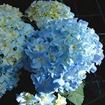 アジサイの仲間