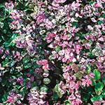 トキワマンサク