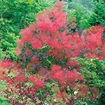 スモークツリー