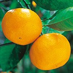 かんきつ類
