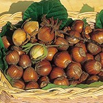 ヘーゼルナッツ