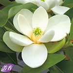 マグノリア