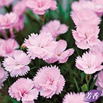 ナデシコ（ダイアンサス）