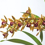 シンビジューム