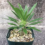 パキポディウム