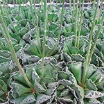 多肉植物・サボテン