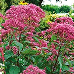 ユーパトリウム