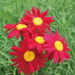 クリサンセマム