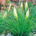 パンパスグラス