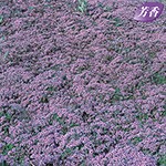 イブキジャコウソウ