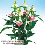 スピードリオン