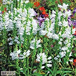 フィソステギア