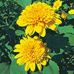 姫ヒマワリ・ヘリオプシス