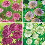 アストランティア