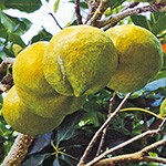 ホワイトサポテ