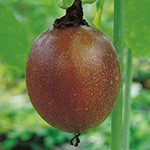 パッションフルーツ