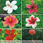 ハイビスカス