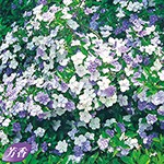 ニオイバンマツリ