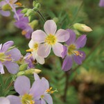 ポレモニューム