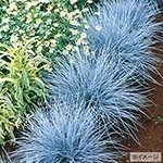 シルバーグラス