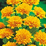 多年草（宿根草）