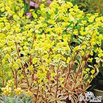 ユーフォルビア