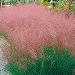 ミューレンベルギア