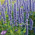 アガスターシェ