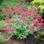 セントランサス