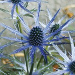 エリンジューム