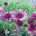 ガイラルディア