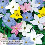 スプリングスターフラワー