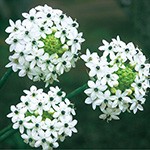 オーニソガラム