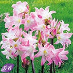 ベラドンナリリー