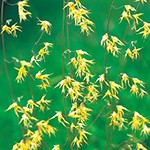 メラスファエルラ