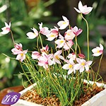 キアネラアルバ