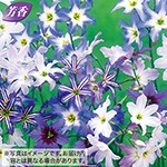 リューココリーネ