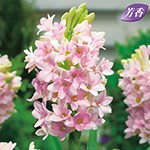 チューベローズ