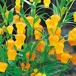 サンダーソニア