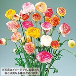 ラナンキュラス