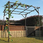 果樹棚（くだもの棚）