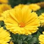カレンデュラ☆ GOODS-04626121.jpg