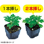Amazon.co.jp: 未草野外小苗④2苗 スイレン原種 ヒツジグサ