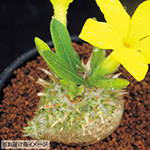 多肉植物（コーデックスプランツ）・恵比寿笑い| 種・苗・ガーデニング