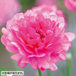 希少【正規品】ラナンキュラス『イカロスピンク』1球 フェミニン おしゃれ 希少【正規品】ラナンキュラス『イカロスピンク』1球 フェミニン