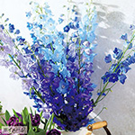 759-FDL208.jpg?202602031613