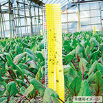 ネット付き 害虫捕獲粘着紙 ビタット トルシーネットM25P 黄 10×23cm 25枚/袋×8 − 一色本店（101-991010-8） 24袋 ビタットトルシー ネット付 M25枚入(青色) 100×230mm 害虫捕獲粘着紙