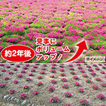 はなはなはなこ ハナハナホウオウ〜天翔〜」「ハナハナホウオウ〜天翔〜-30」｜公式サイト